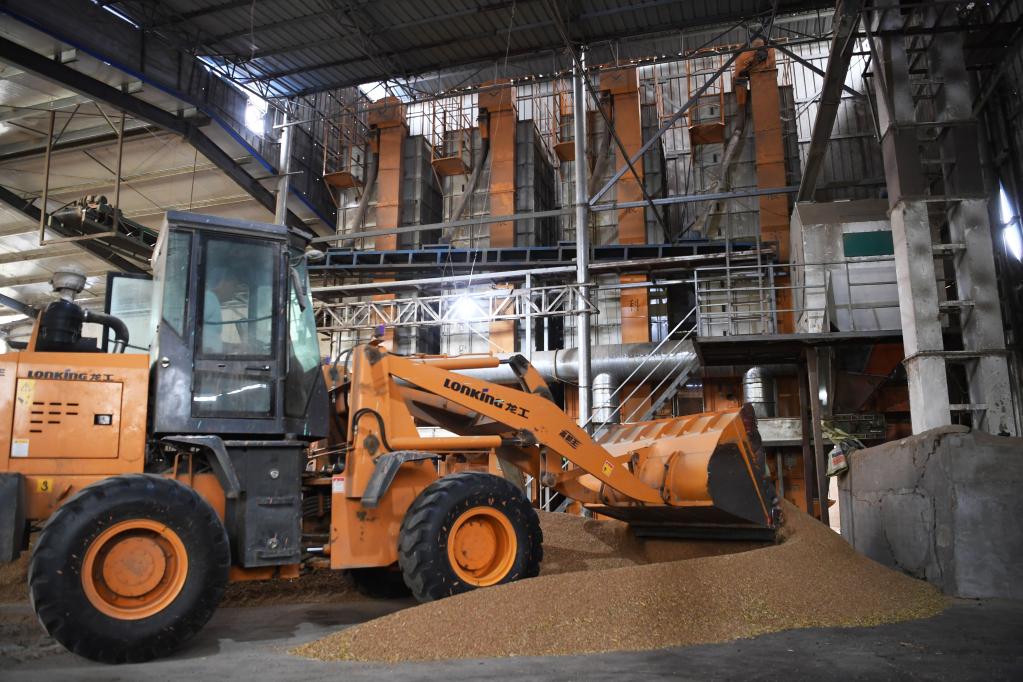 搶收、晾曬、烘干——豫南夏收一線(xiàn)見(jiàn)聞