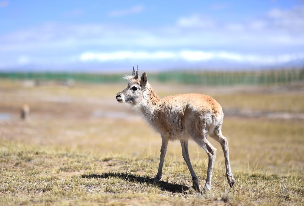 新華全媒+丨學(xué)好成長(cháng)與堅強——走進(jìn)可可西里藏羚羊“幼兒園”