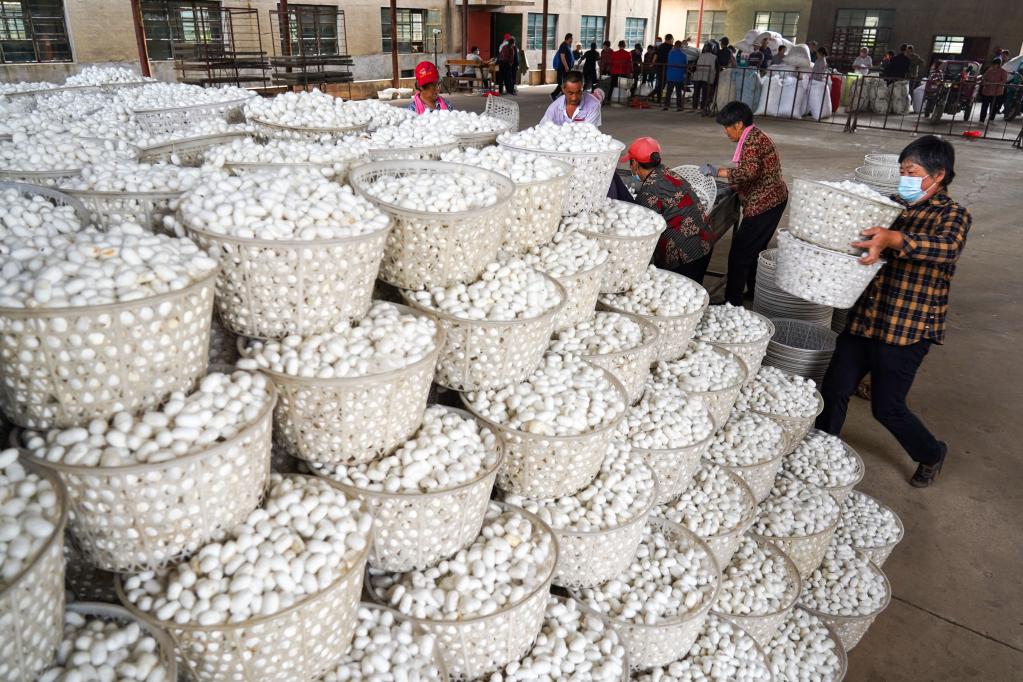 山東泰安：蠶繭豐收購銷(xiāo)忙