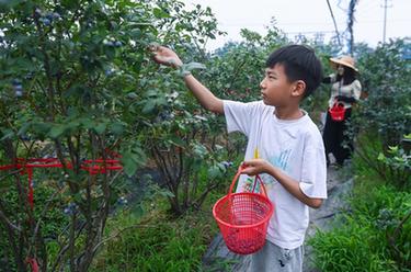 浙江長(cháng)興：“采摘游”助力特色鄉村旅游發(fā)展