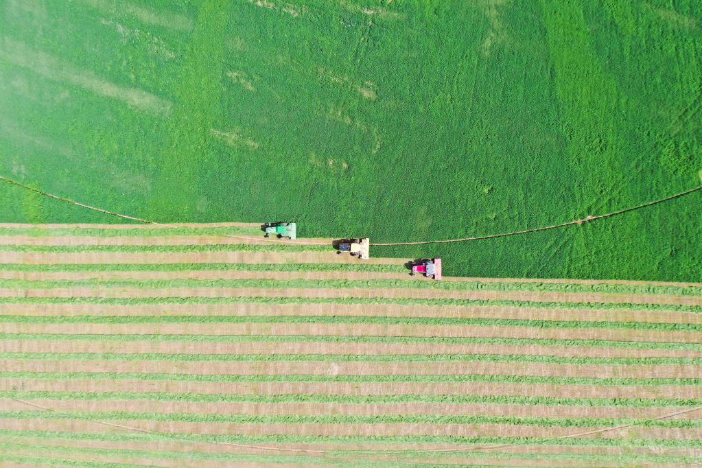 呼和浩特:優(yōu)質(zhì)飼草獲豐收