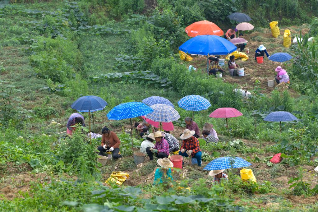 重慶豐都小藠頭“長(cháng)”成出口大產(chǎn)業(yè)