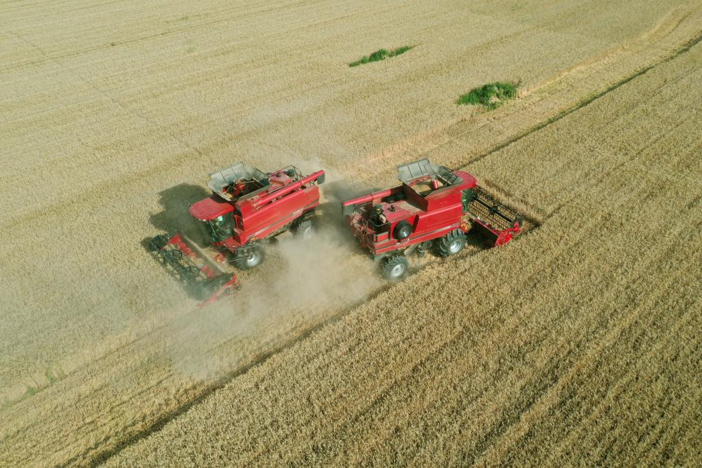 河北:夏糧迎豐收