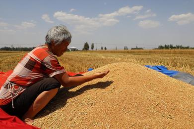 河北:夏糧迎豐收
