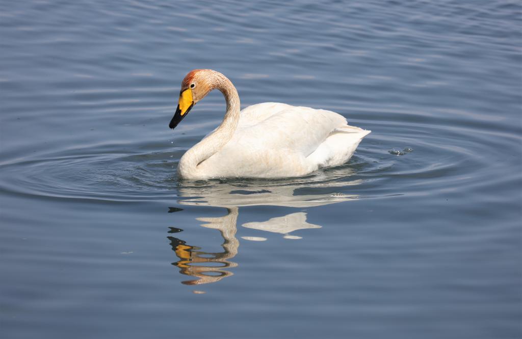 蒙古國庫蘇古爾湖開(kāi)湖在即 鳥(niǎo)類(lèi)已提前“報到”