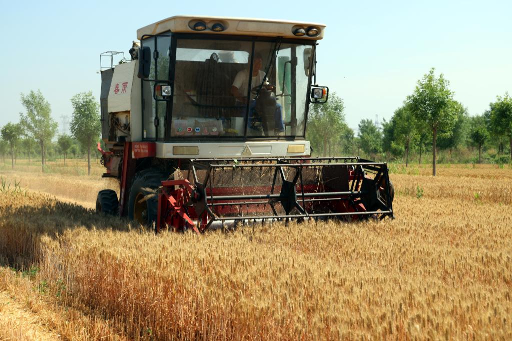 山東沾化：“黑金”帶動(dòng)農民增收