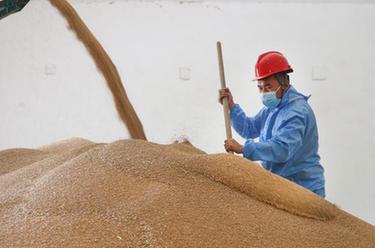 江蘇連云港:夏糧烘干入庫