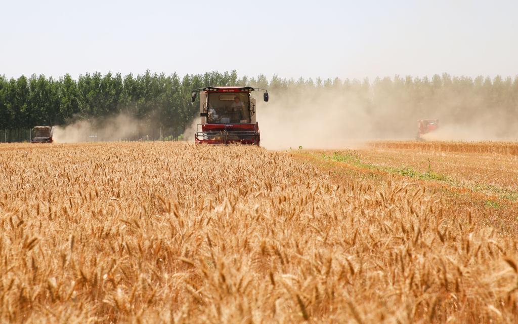 全國麥收進(jìn)度過(guò)八成