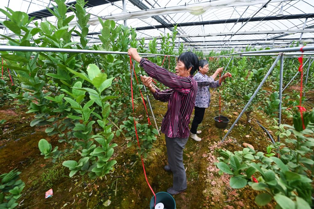 新華全媒+丨浙江金華:打造“千萬(wàn)工程”鄉村特色產(chǎn)業(yè)共富帶