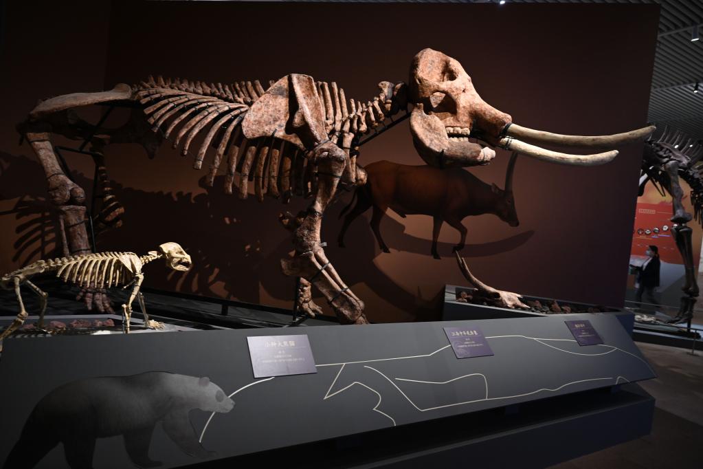 國博將舉辦“東方故鄉——中華大地百萬(wàn)年人類(lèi)史”展