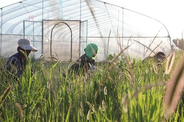 山東樂(lè )陵:小螞蚱大產(chǎn)業(yè)