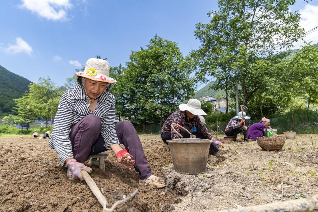 重慶巫溪：“小貝母”長(cháng)成致富“大產(chǎn)業(yè)”