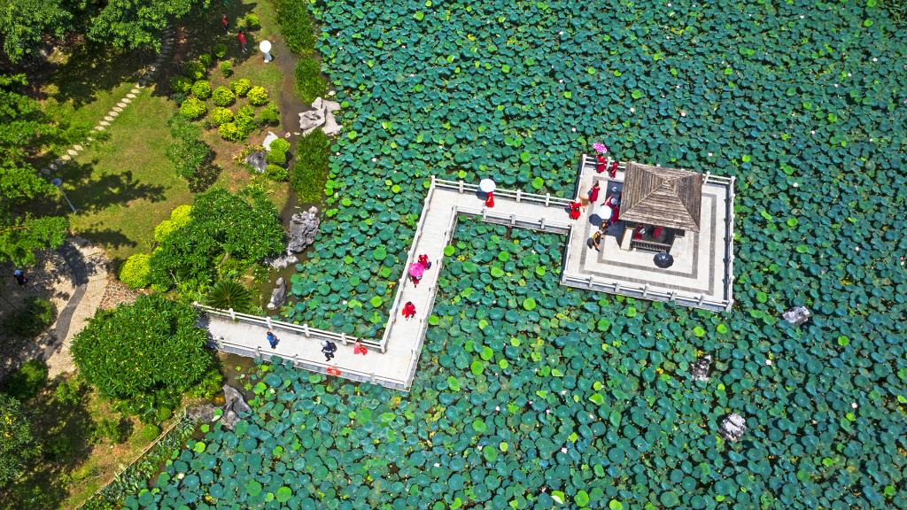 詩(shī)意中國丨荷花宮樣美人妝，荷葉臨風(fēng)翠作裳