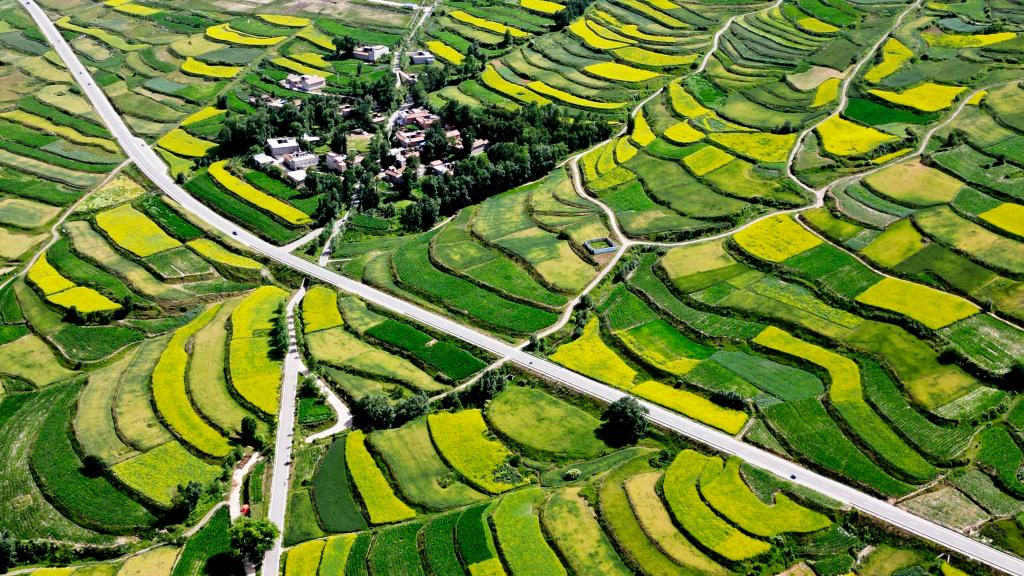 甘肅積石山:大地“鑲金”扮靚和美鄉村