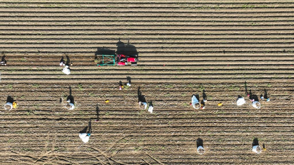 河北豐南:沙土地收獲“致富果”