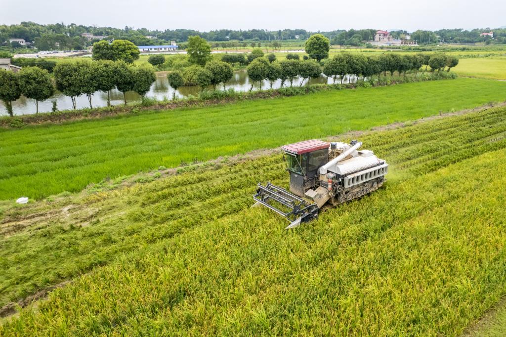 湖南望城:早稻開(kāi)鐮收割