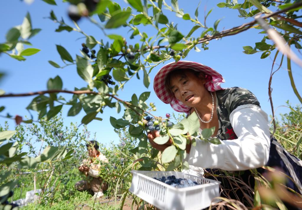 河北灤州:發(fā)展特色農業(yè)促農增收