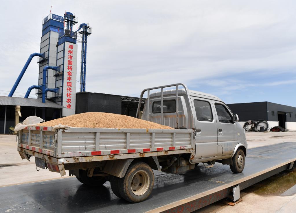 新華全媒+丨河南：分類(lèi)分級收購受損小麥