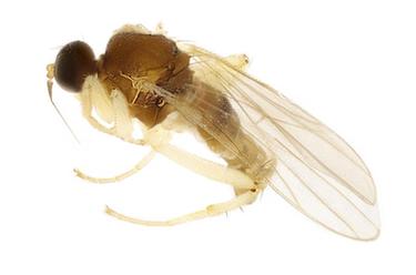 武夷山國家公園發(fā)現5個(gè)昆蟲(chóng)新種