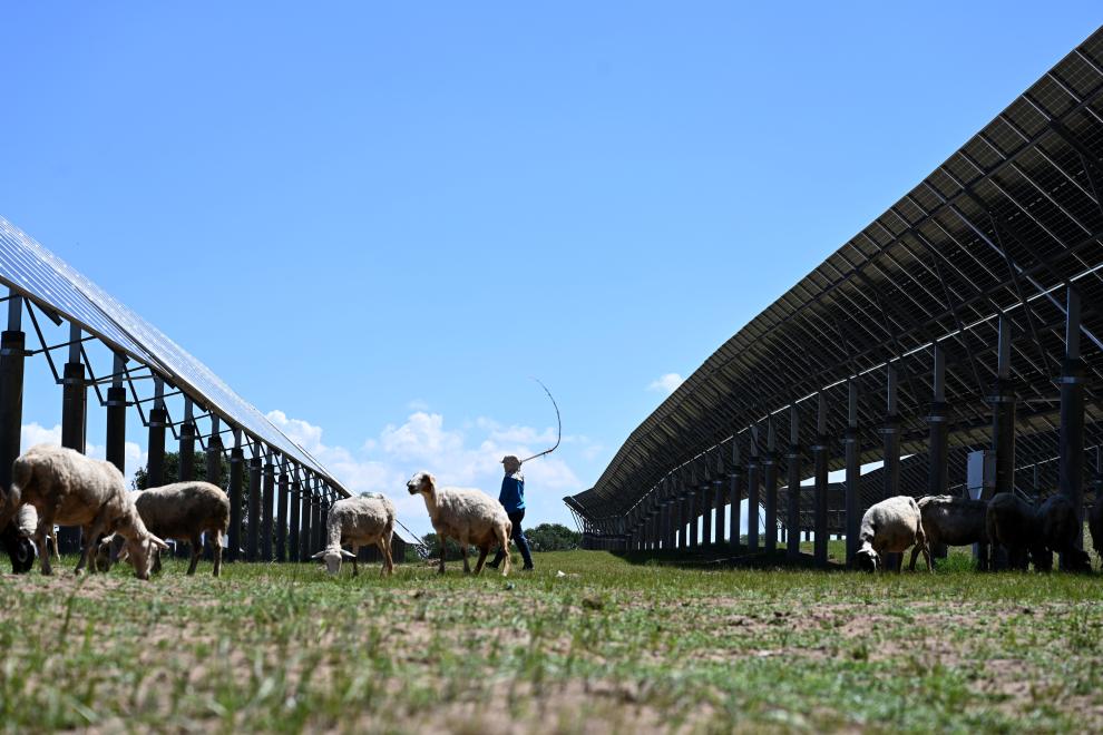 河北圍場(chǎng)：“牧光互補”助力綠色發(fā)展