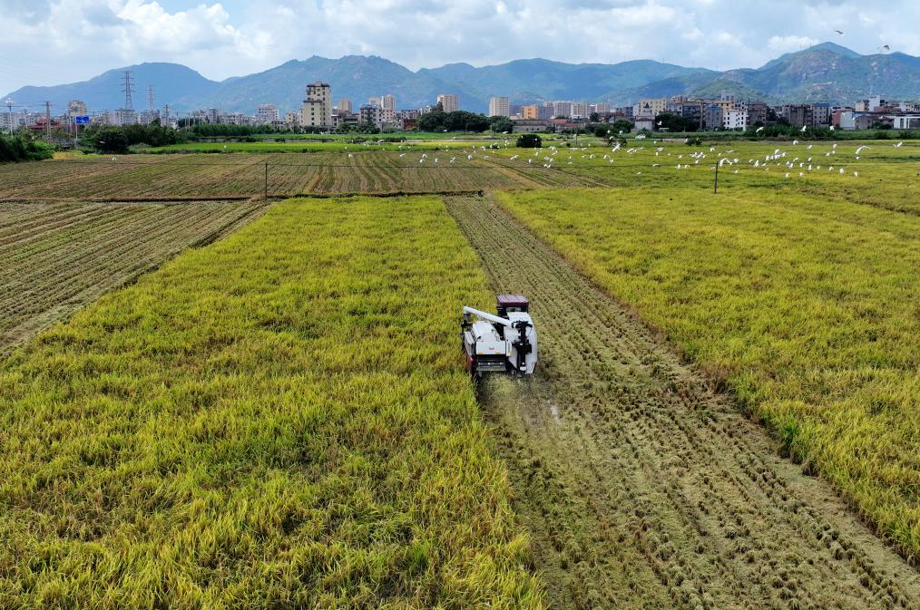 盛夏時(shí)節“雙搶”忙