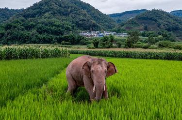 國道之行 從雪山奔向大海｜12年，大象“逛吃團”在這里流連忘返