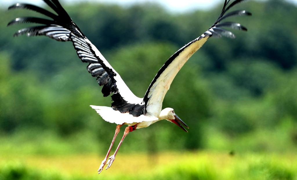 長(cháng)江行｜鄱陽(yáng)湖畔候鳥(niǎo)守護人