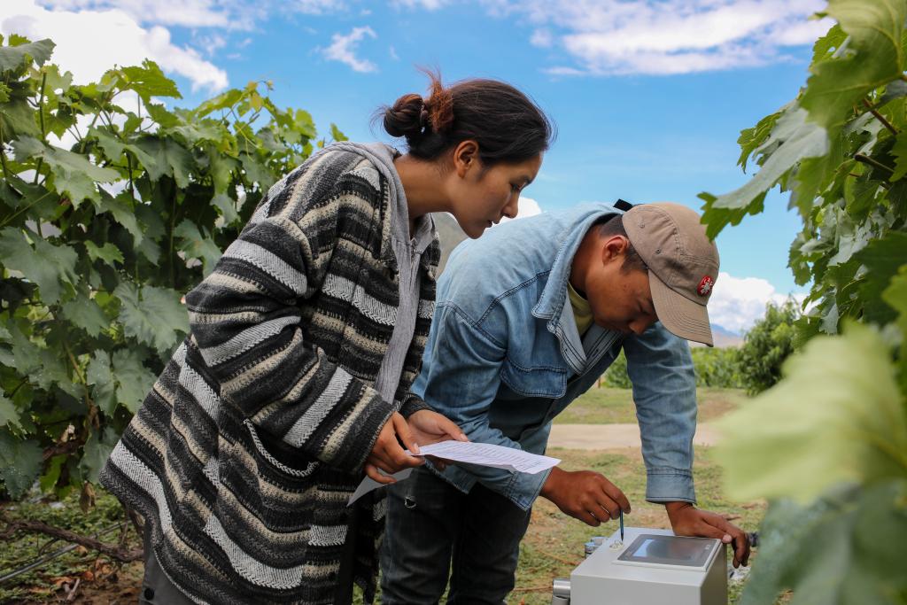 西藏桑日：高海拔葡萄園帶動(dòng)鄉村振興