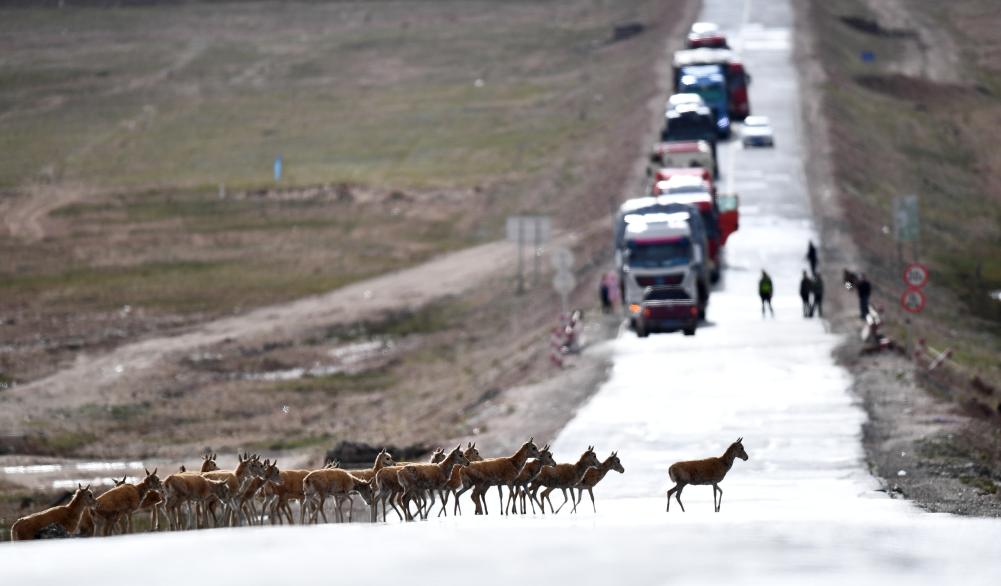 青?？煽晌骼锊亓缪蜻M(jìn)入回遷高峰期