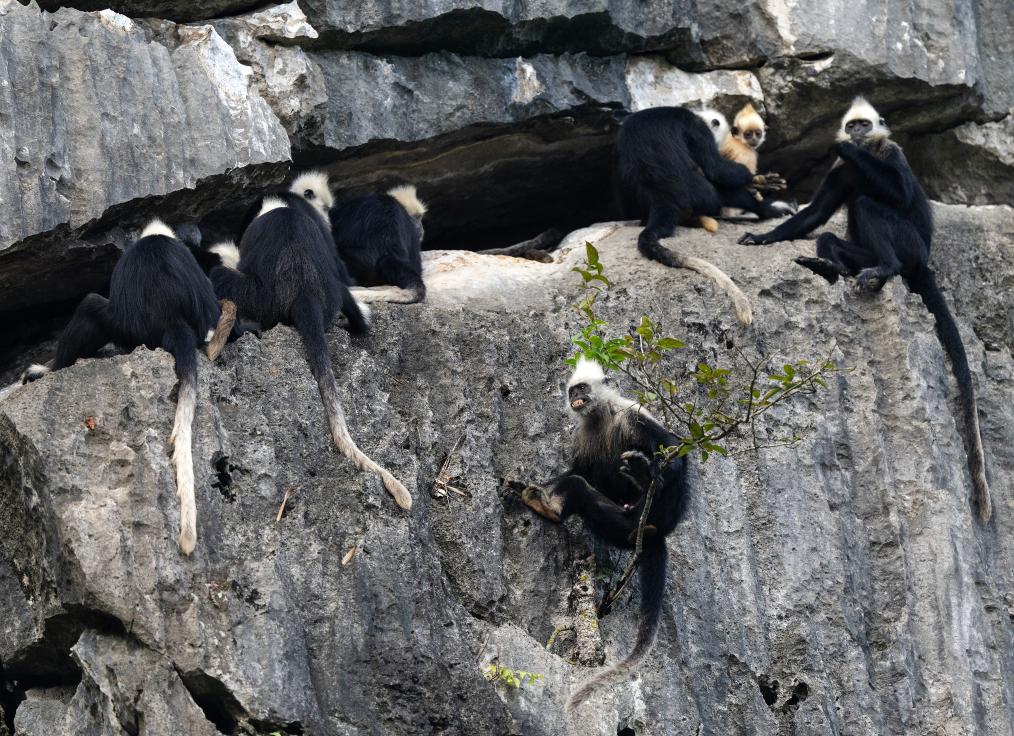 國道之行 從雪山奔向大海丨身上爬滿(mǎn)蚊蟲(chóng)，他們笑看“石山精靈”翩翩起舞