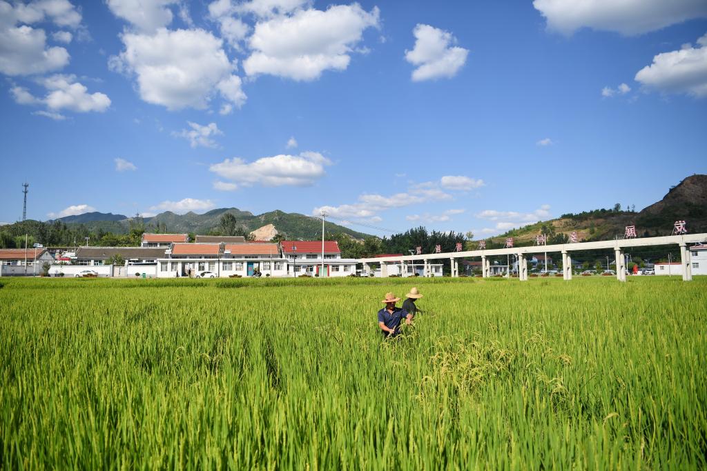 長(cháng)城腳下稻花香