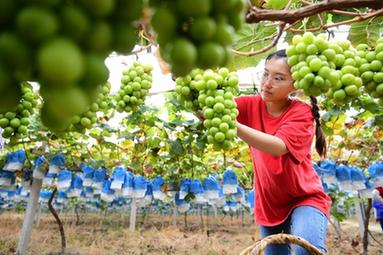 “95后”海歸碩士變身田園“創(chuàng  )客”