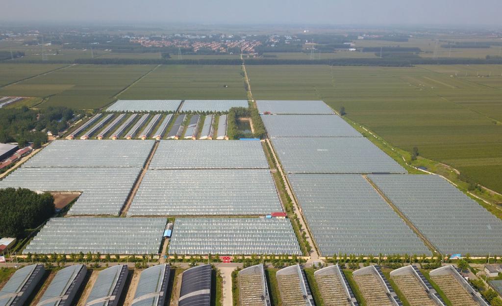 山東高密：初秋時(shí)節葡萄飄香