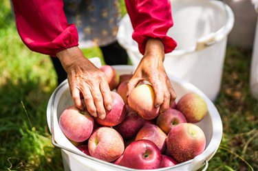 貴州威寧:高山蘋(píng)果采收忙