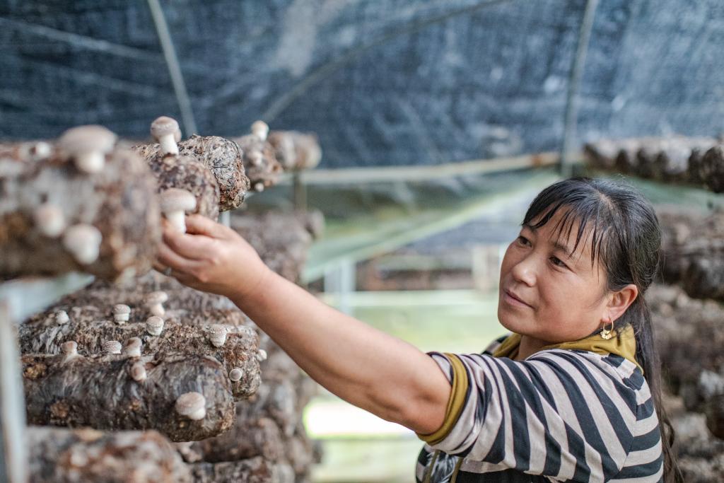 山區小香菇 “長(cháng)”成出口名產(chǎn)品