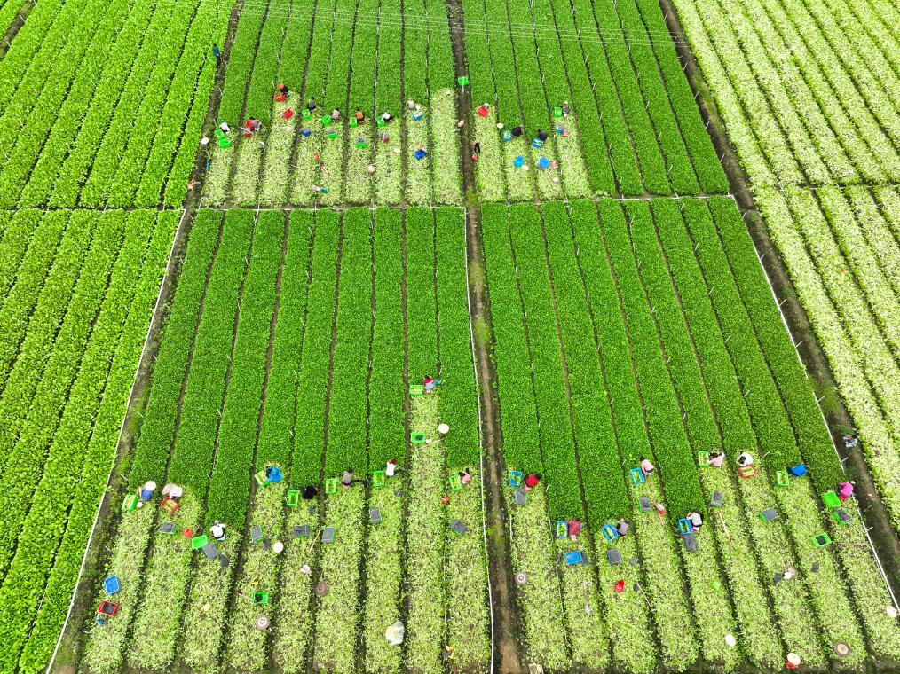 秋分農忙正當時(shí)