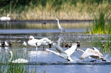 新時(shí)代中國調研行·黃河篇丨疣鼻天鵝在烏梁素海帶娃