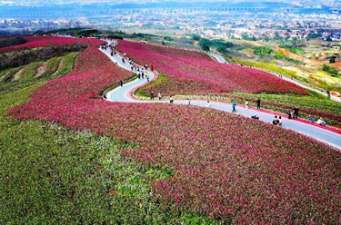 陜西藍田:蕎麥嶺上花如潮