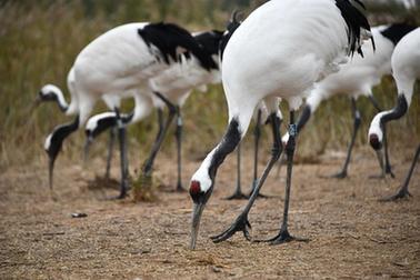 新華全媒+丨新時(shí)代中國調研行·黃河篇丨走進(jìn)黃河三角洲濕地