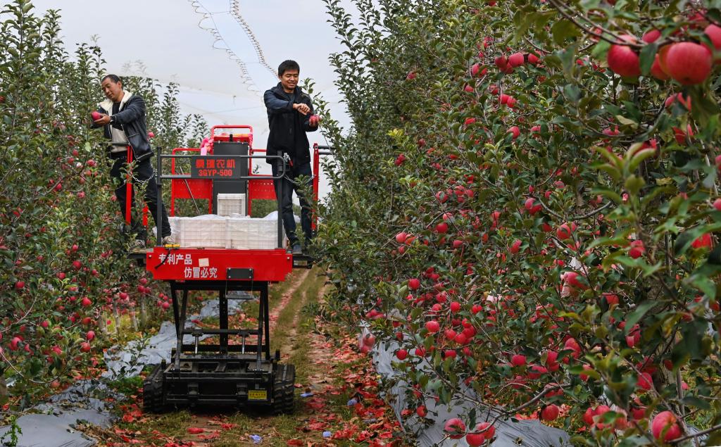 陜西白水：紅蘋(píng)果映紅黃土地