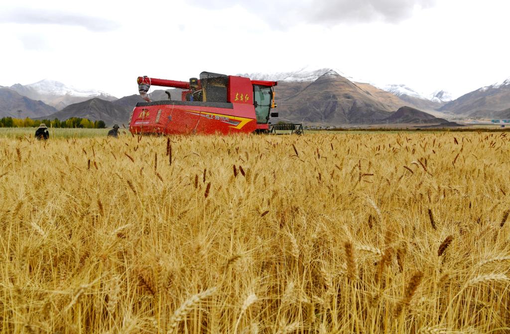 高質(zhì)量發(fā)展調研行丨西藏建成高標準農田422萬(wàn)畝