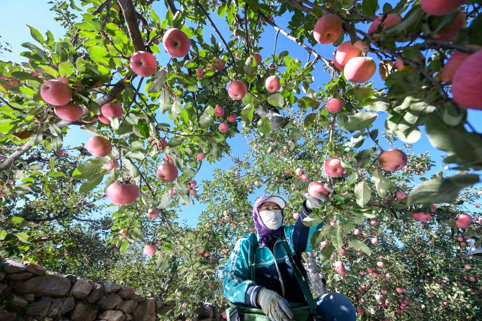 “國光蘋(píng)果之鄉”金秋收獲忙