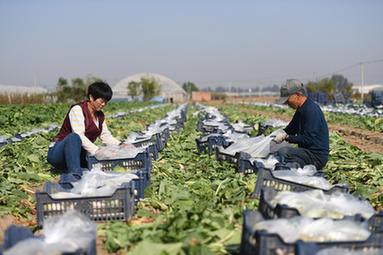 鄉村行·看振興丨河北辛集：產(chǎn)業(yè)興旺繪就鄉村振興新圖景
