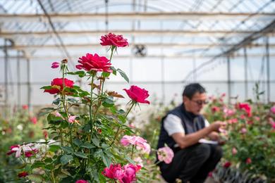 四季中國丨“來(lái)自星星的玫瑰”開(kāi)花了
