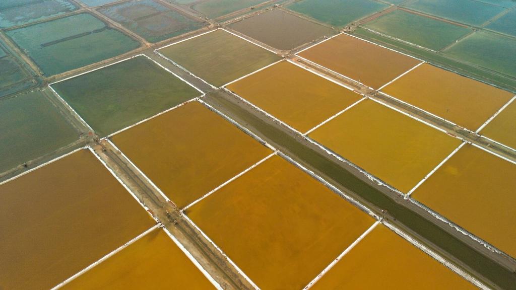 遼寧營(yíng)口：秋日多彩鹽田