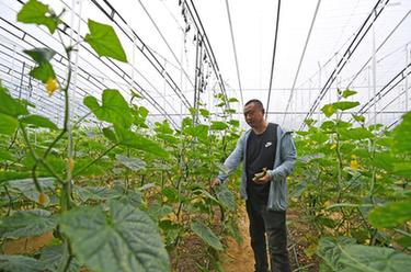 天津：災后農業(yè)生產(chǎn)基本恢復