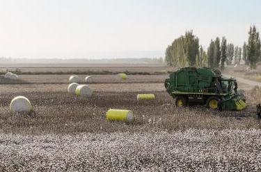 新華全媒+｜新疆：我國最大產(chǎn)棉區棉花采收忙