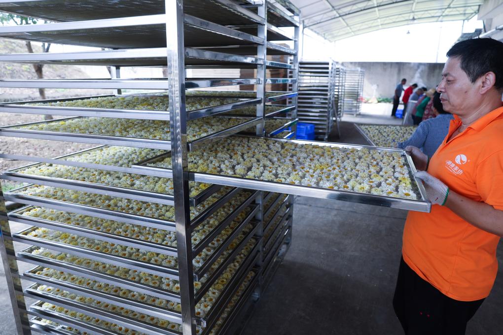 浙江桐鄉：杭白菊產(chǎn)業(yè)助力鄉村振興