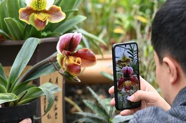 廣西樂(lè )業(yè)：保護蘭科植物