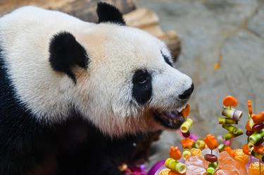 ?？冢簯c祝“熊貓兄弟”登島五周年